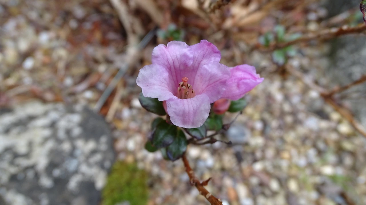 R. pumilum